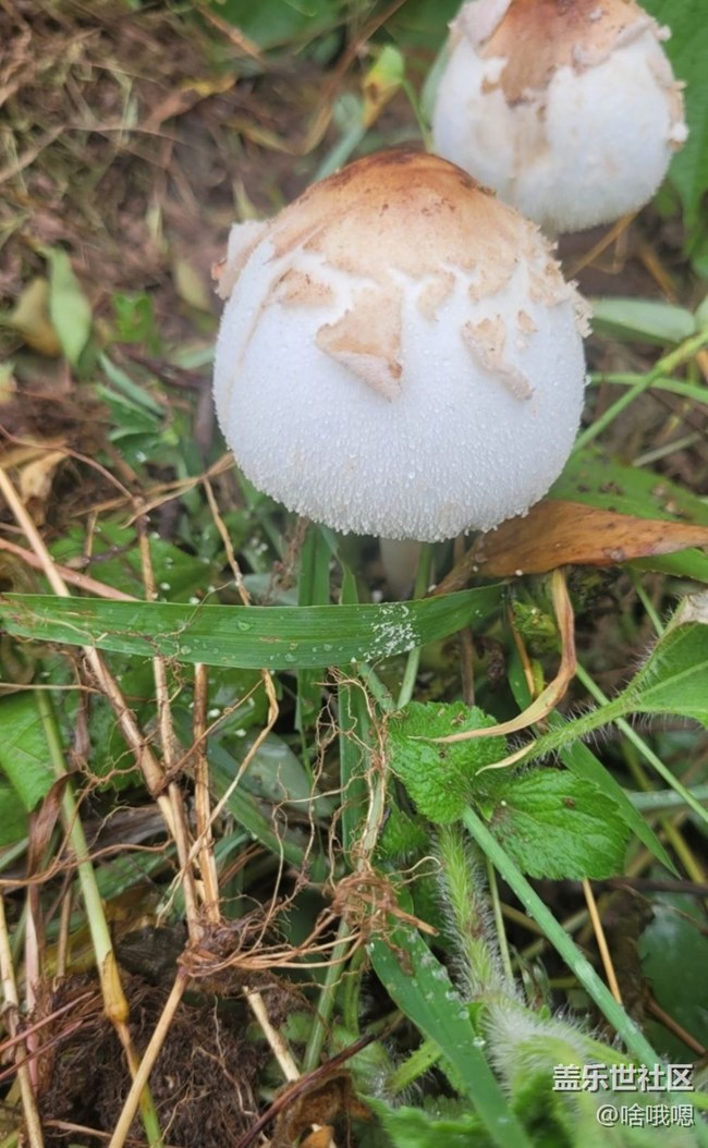 【金色秋天】小蘑菇