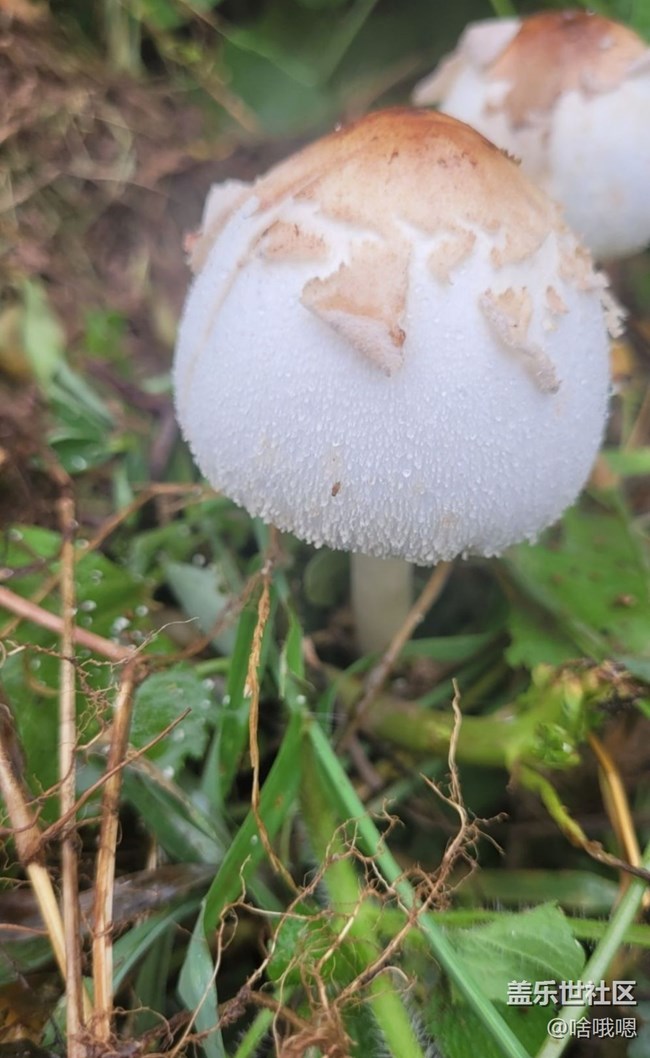 【金色秋天】小蘑菇