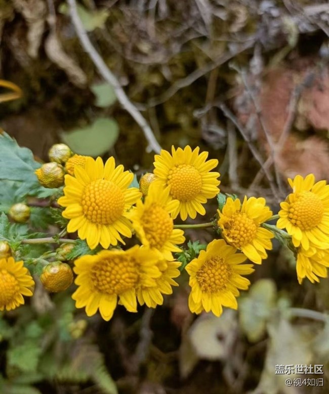 【Galaxy影像】第一期+雛菊