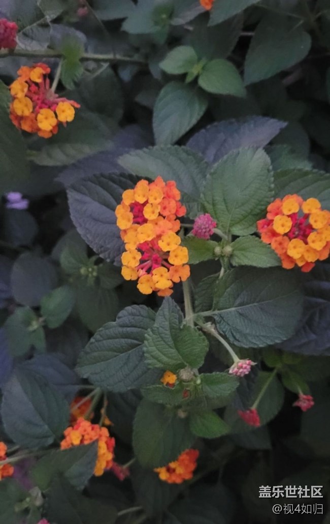 【三星超視覺夜拍】夜遇五色梅