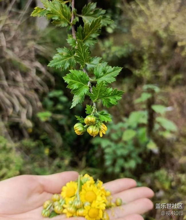 【Galaxy影像】第一期+雛菊
