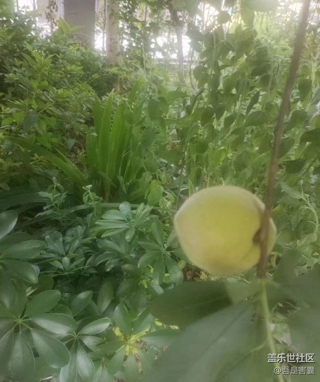 【中秋限定】小花園