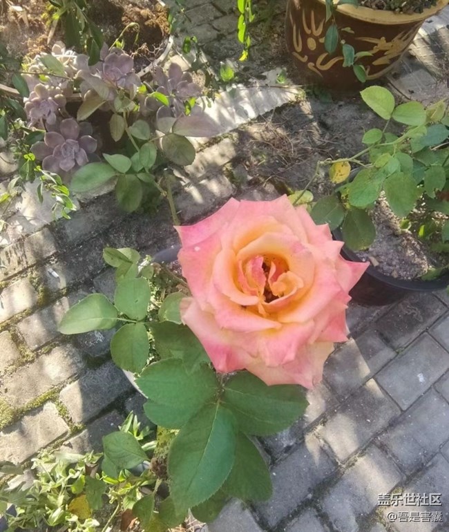 【中秋限定】小花園