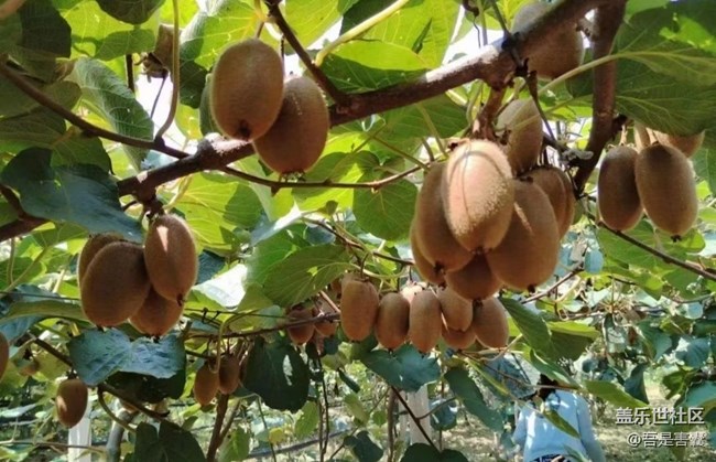 【金色秋天】成熟獼猴桃