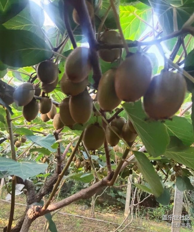 【金色秋天】成熟獼猴桃