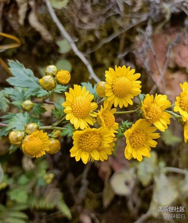 【Galaxy影像】第一期+雛菊
