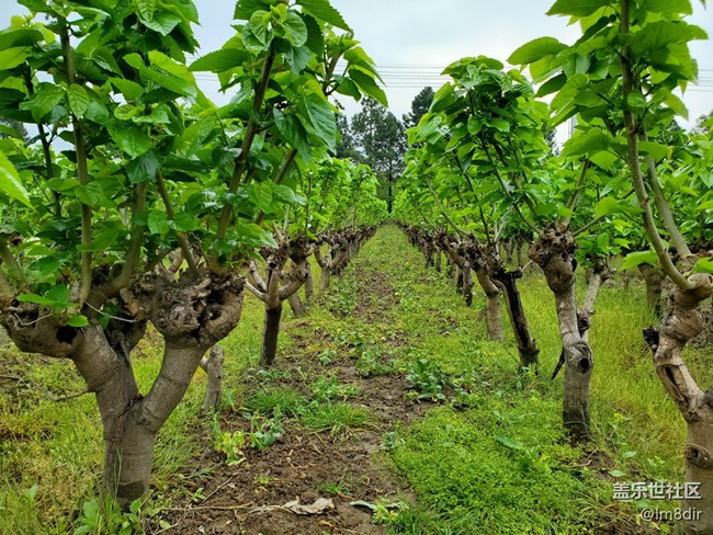 【星邀中秋】+《秋憶春》