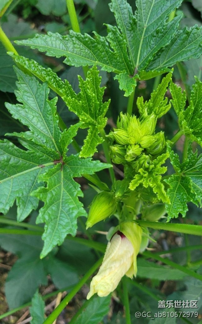 【金色秋天】秋葵