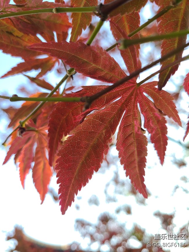 【與秋風(fēng)相擁】+秋葉