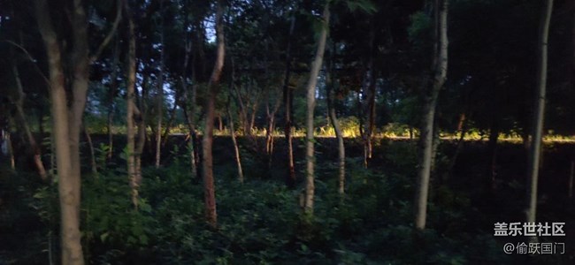 【三星超視覺夜拍】樹林