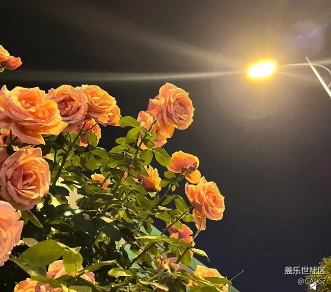 【三星超視覺夜拍】燈下玫瑰