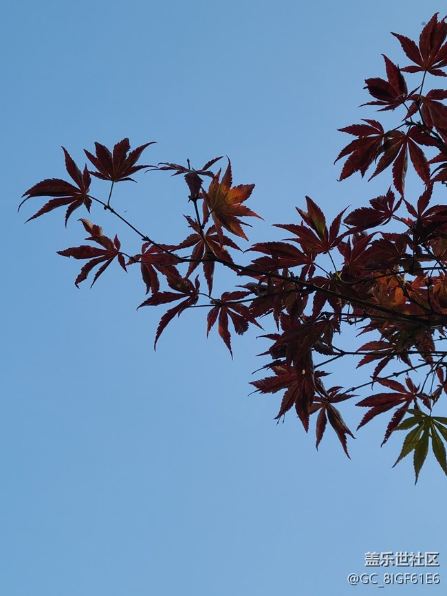 【與秋風(fēng)相擁】+秋葉