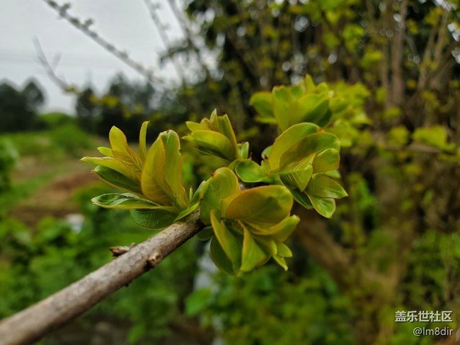 【星邀中秋】+《秋憶春》