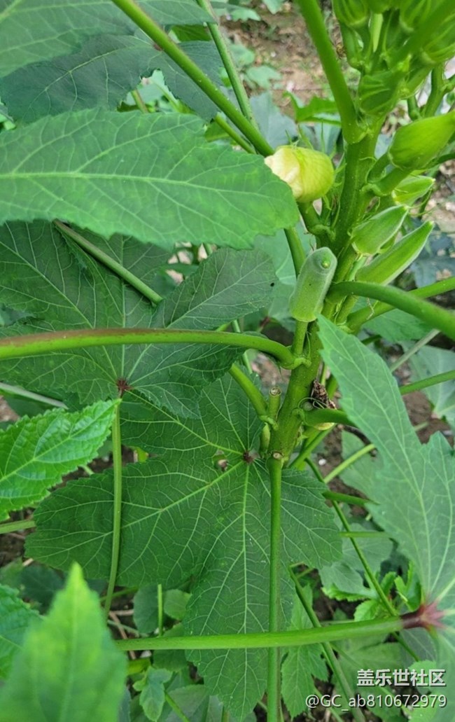 【金色秋天】秋葵