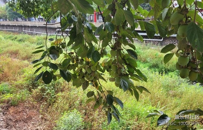 【Galaxy影像】第一期+秋果