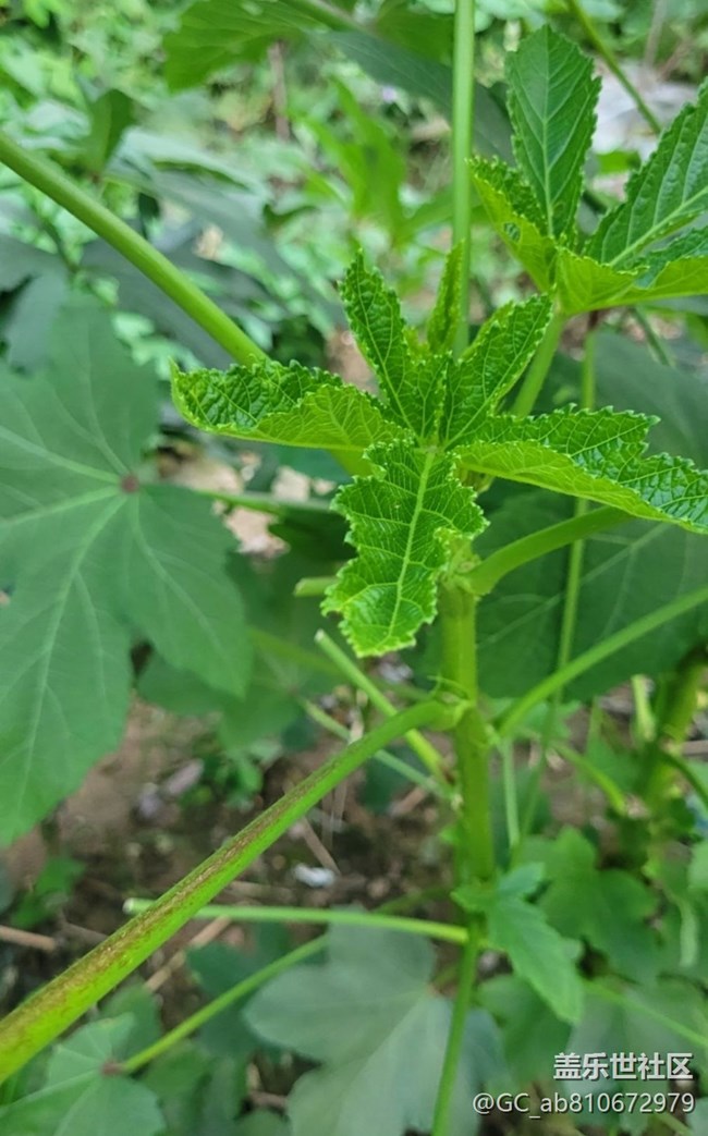 【金色秋天】秋葵