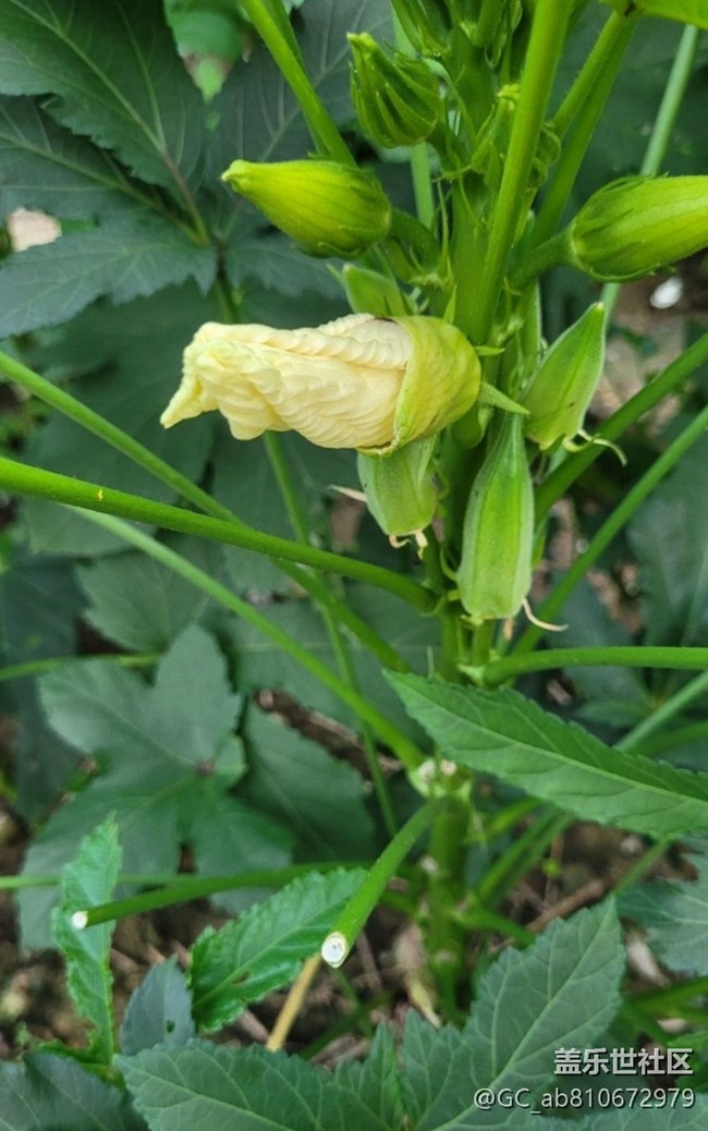 【金色秋天】秋葵