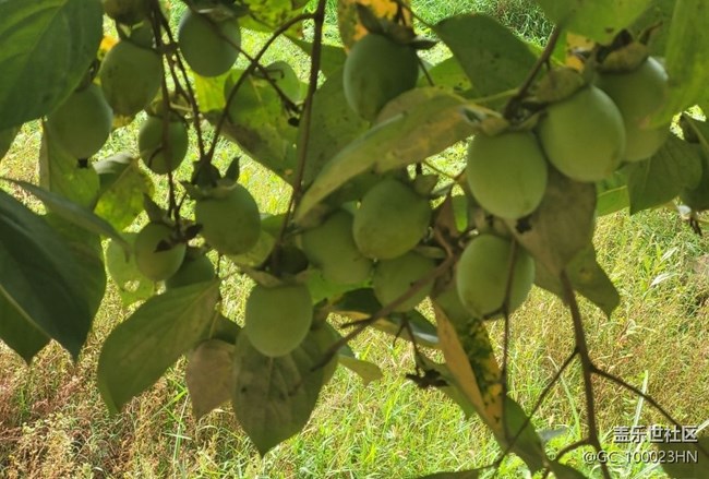 【Galaxy影像】第一期+秋果