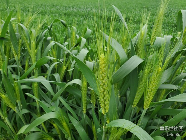 【星邀中秋】+《秋憶春》