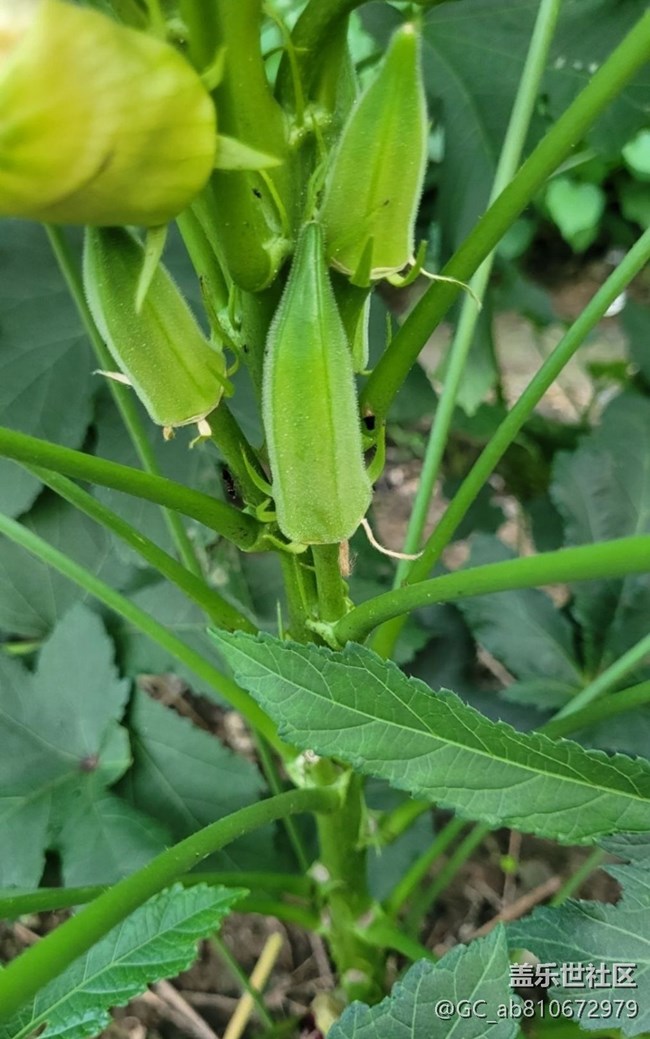 【金色秋天】秋葵