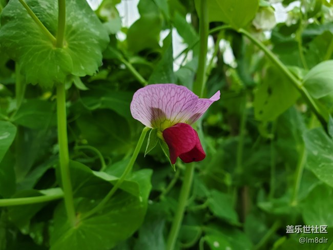 【星邀中秋】+《秋憶春》