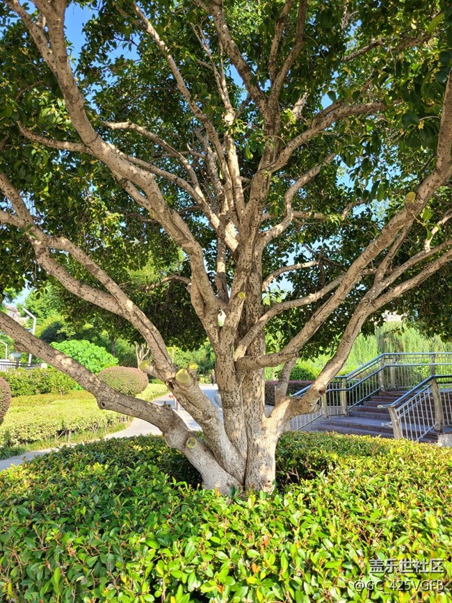 【金色秋天】+九月桂花香