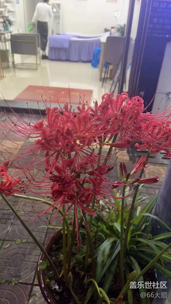 【三星超視覺夜拍】彼岸花