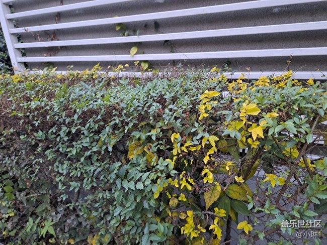 【酷爽金秋】秋意濃濃