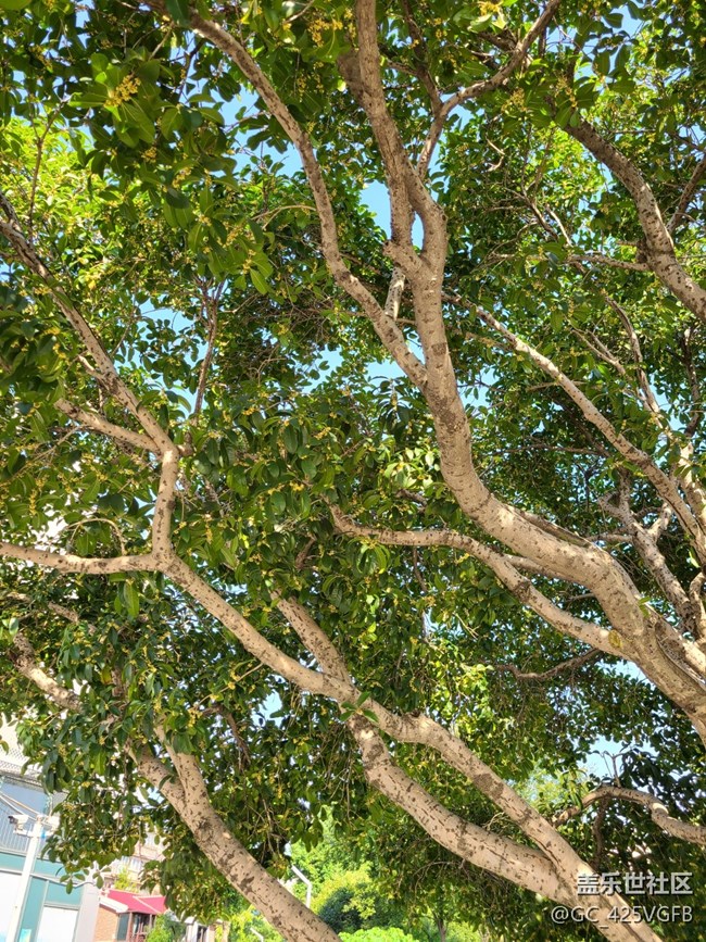 【金色秋天】+九月桂花香