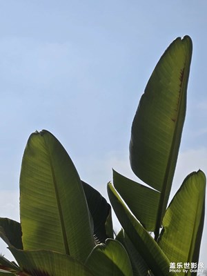 【永恒瞬間】+翠綠美景