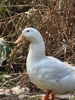【永恒瞬間】+秋日暖陽