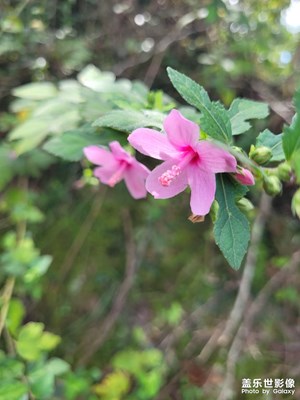 【金九銀十迎雙節(jié)】小秋花