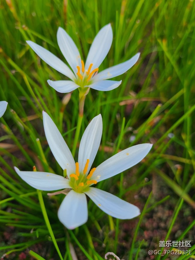 【Galaxy影像】第一期+花叢