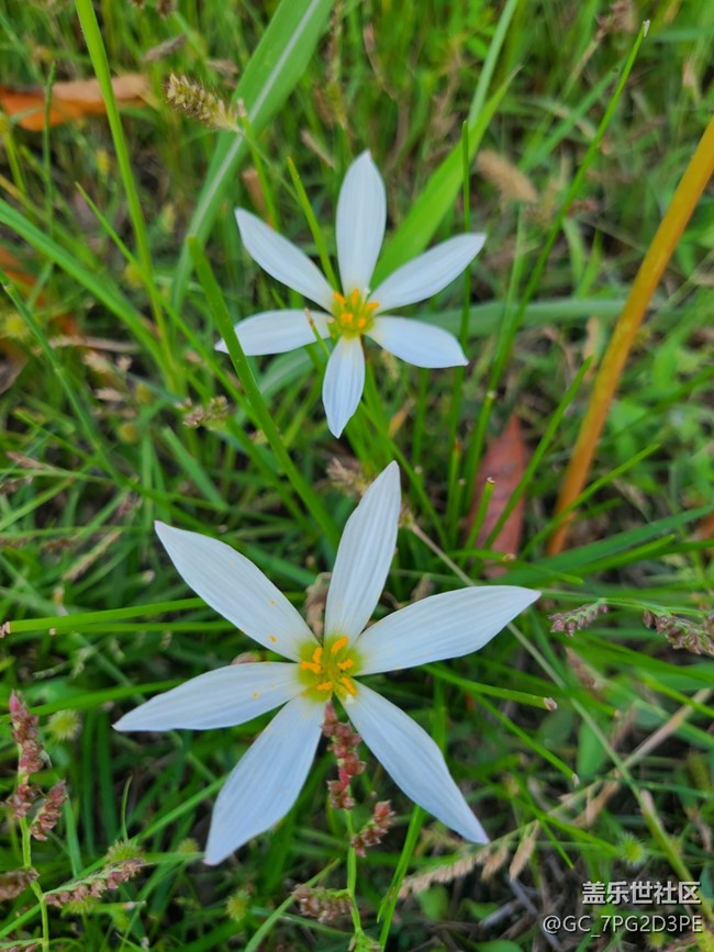 【Galaxy影像】第一期+花叢