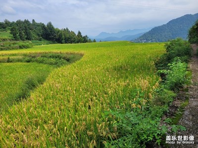 【金九銀十迎雙節(jié)】豐收季