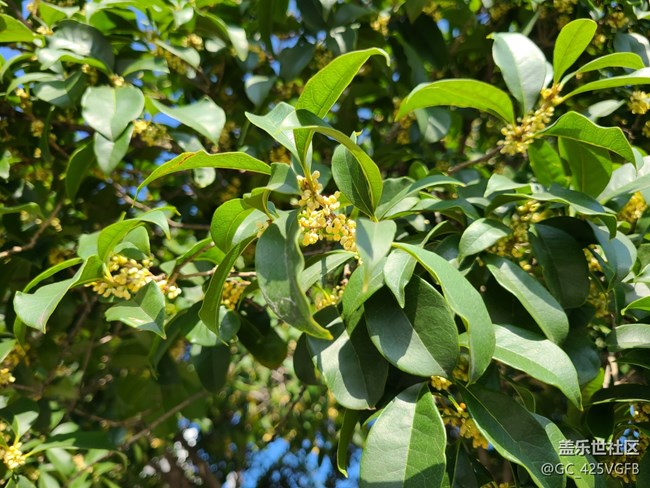 【金色秋天】+九月桂花香