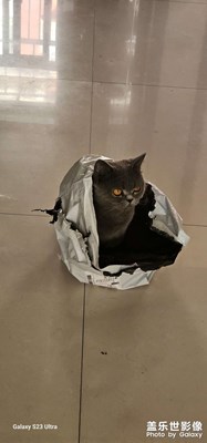 【永恒瞬間】+貓咪的快樂，你不懂！