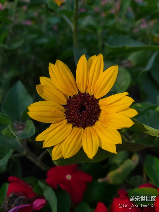 【與秋風(fēng)相擁】秋風(fēng)中的花朵