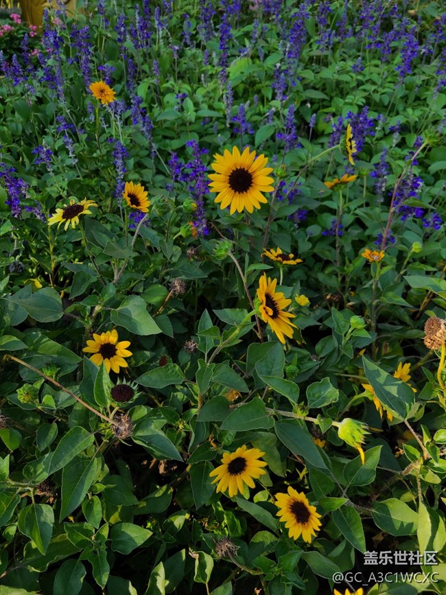 【與秋風(fēng)相擁】秋風(fēng)中的花朵