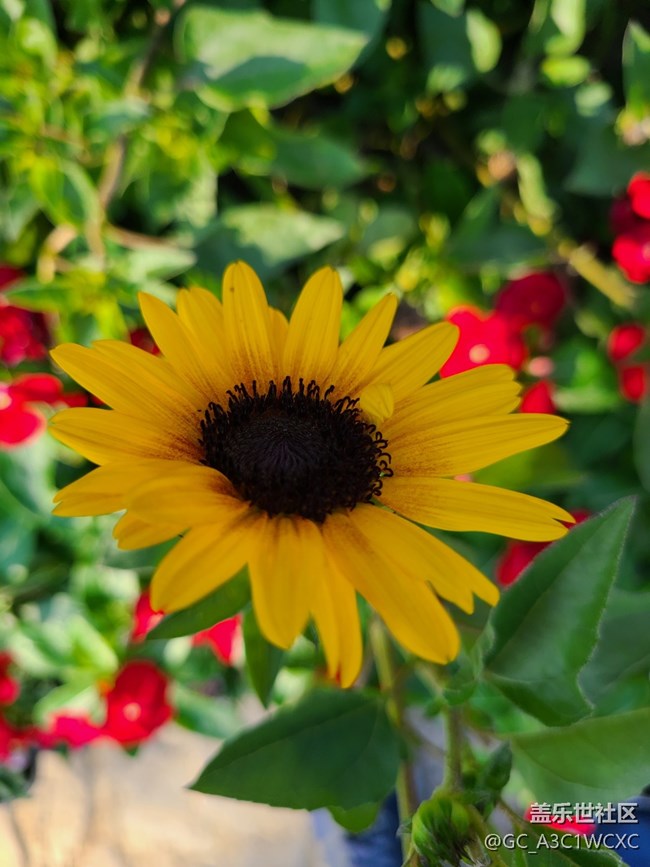 【與秋風(fēng)相擁】秋風(fēng)中的花朵