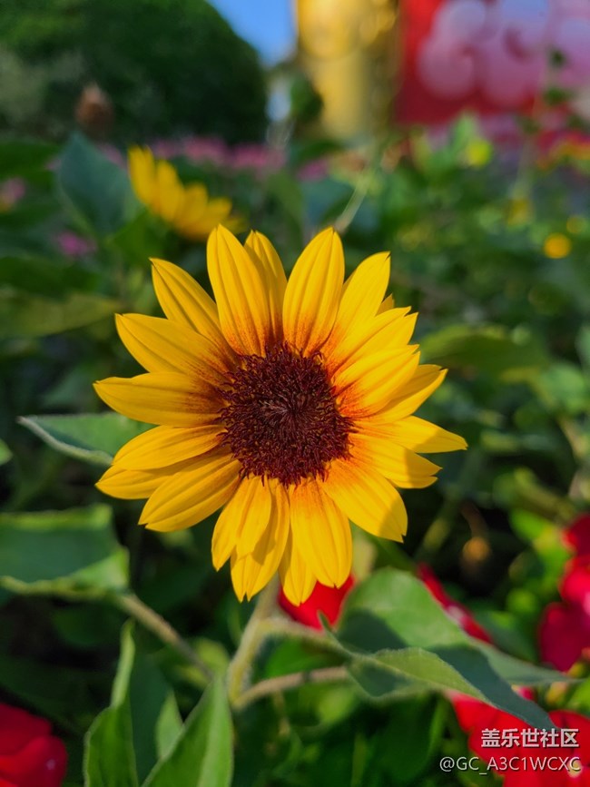 【與秋風(fēng)相擁】秋風(fēng)中的花朵