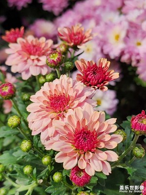 【永恒瞬間】國(guó)慶賞菊