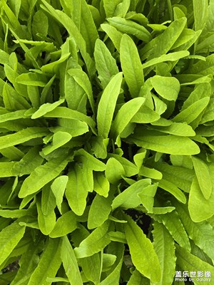 【金九銀十迎雙節(jié)】+綠綠的蔬菜