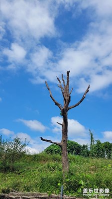 【金九銀十迎雙節(jié)】秋景