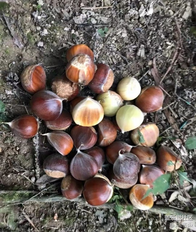 【家鄉(xiāng)風(fēng)情】回鄉(xiāng)干活