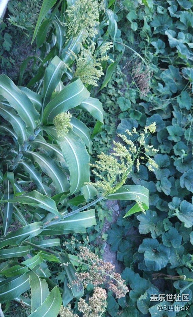 【與國同慶】高粱