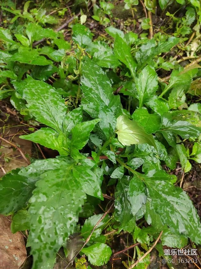 【我的十一假期】回家