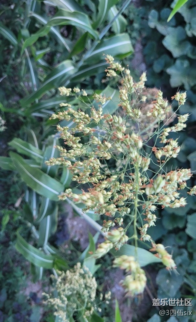 【與國同慶】高粱