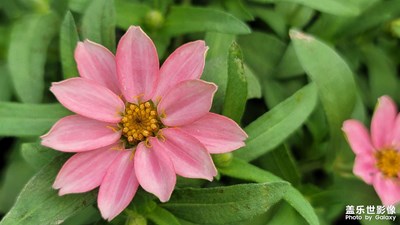 【金九銀十迎雙節(jié)】秋天的花