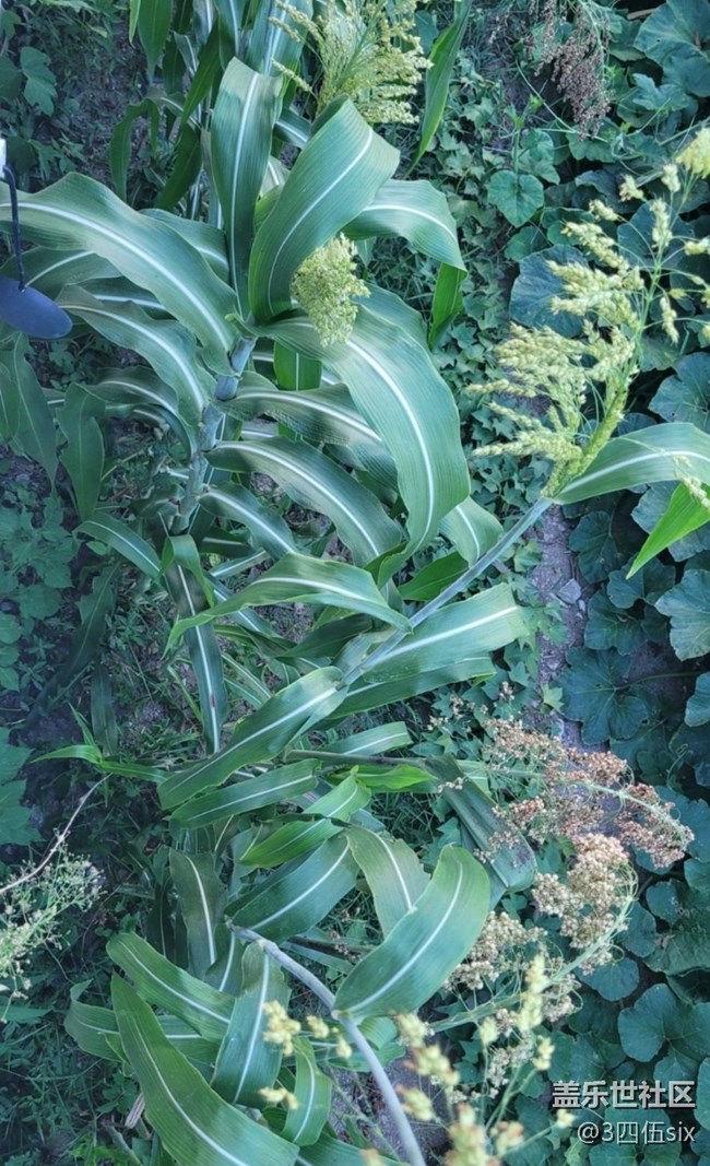 【與國同慶】高粱